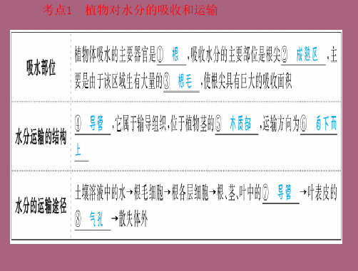 绿色植物三大作用复习(30张)ppt课件