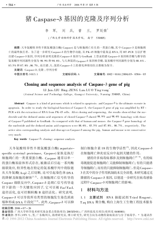 猪Caspase_3基因的克隆及序列分析