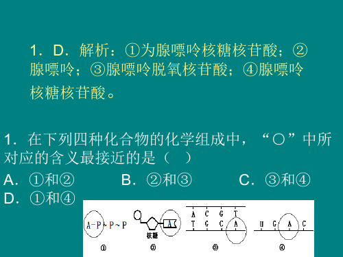 DNA结构基础练习题