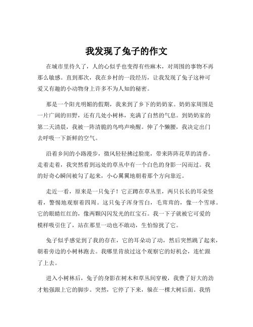 我发现了兔子的作文