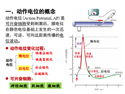 5.5.52.2.2动作电位医学生理学