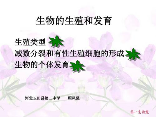 《生殖和发育》教学课件 人教版