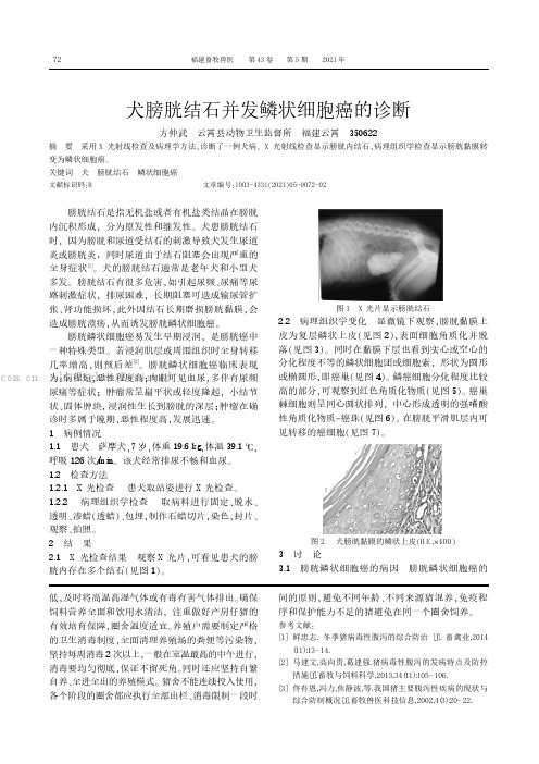 犬膀胱结石并发鳞状细胞癌的诊断