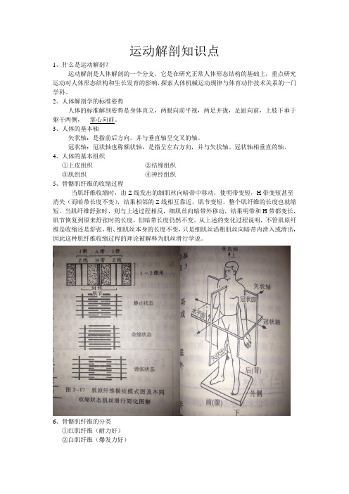 运动解剖知识点