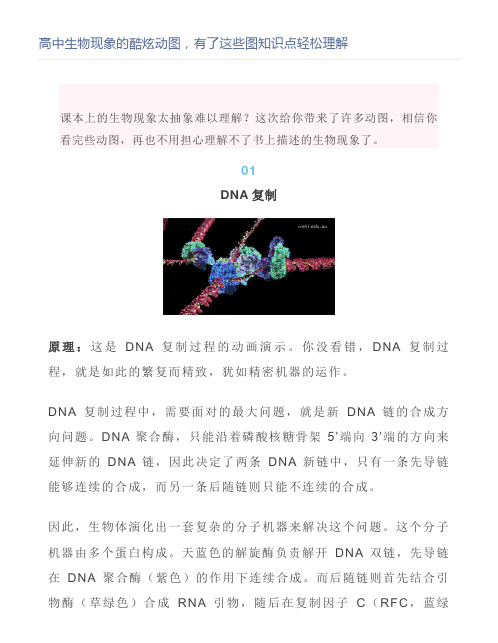 高中生物现象的酷炫动图,有了这些图知识点轻松理解