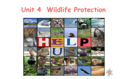 人教高三英语必修2 Unit4 Wildlife Protection