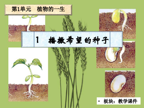 湘版科学播撒希望的种子