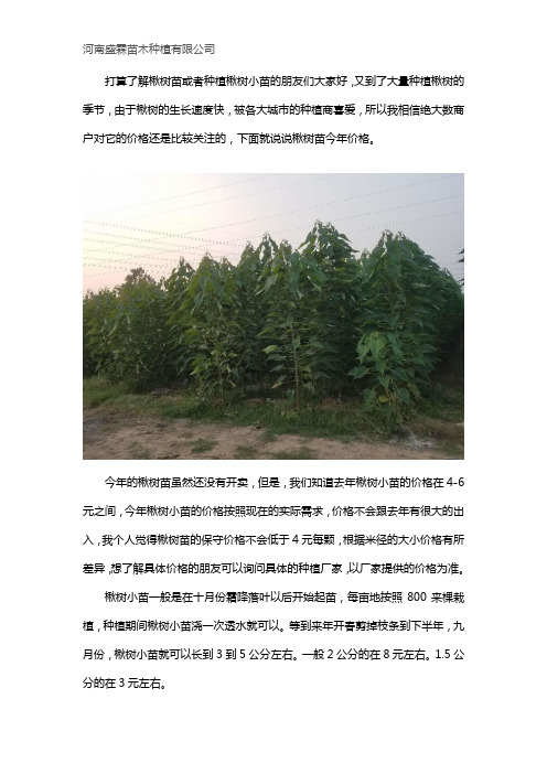 楸树小苗价格