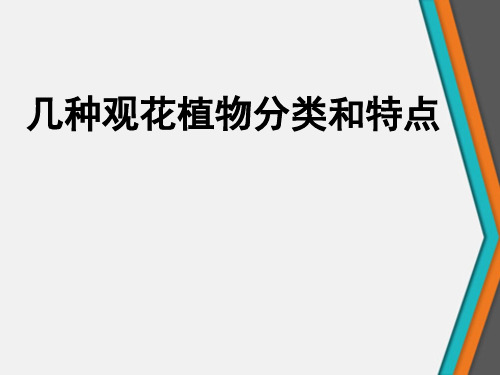 几种观花植物分类和特点