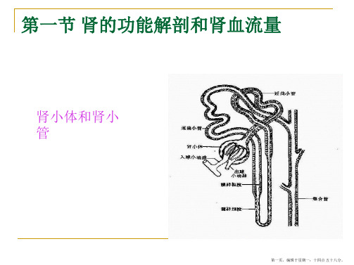 《生理学》.肾脏的排泄课件