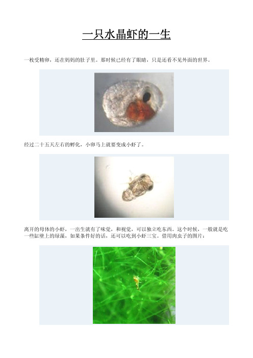 水晶虾养殖技术方法-一只水晶虾的一生