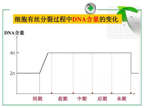 6[1].2 细胞的分化 课件(人教版必修1)