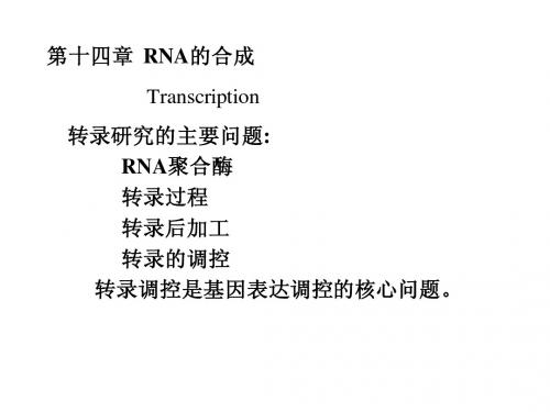 RNA转录(Transcription)