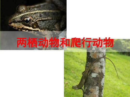 八年级生物上册第五课两栖动物和爬行动物