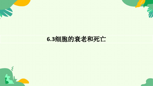 6.3细胞的衰老和死亡的课件高一上学期生物人教版必修1