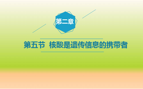 高中生物《核酸是遗传信息的携带者》教学课件ppt