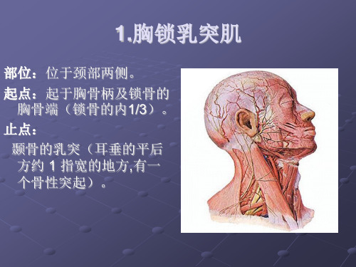 颈项部肌肉基础解剖起止点及作用