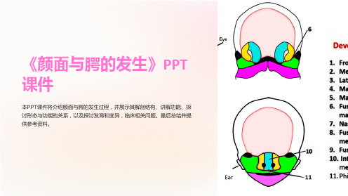 《颜面与腭的发生》课件