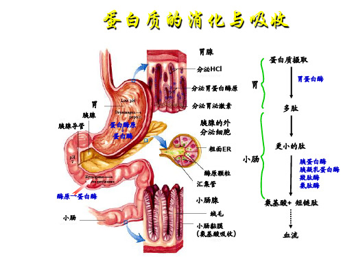 生物化学 氨基酸的分解代谢