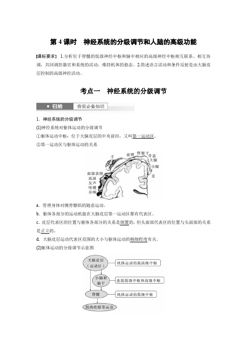 2024届高考一轮复习生物学案(人教版)第八单元生命活动的调节第4课时神经系统的分级调节和人脑的高级