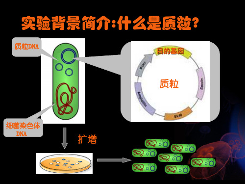 质粒的快速抽提