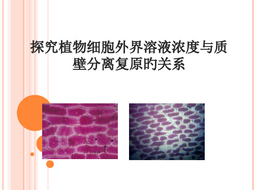 植物细胞质壁分离复原探究性教学省名师优质课赛课获奖课件市赛课一等奖课件