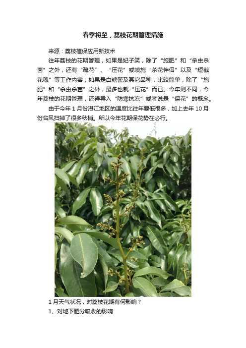 春季将至，荔枝花期管理措施