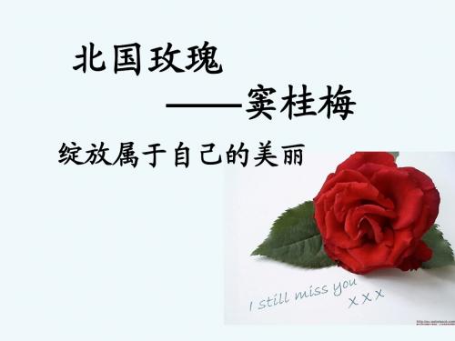 北国玫瑰