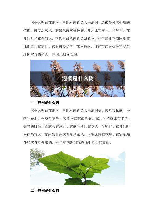 泡桐是什么树,是什么科