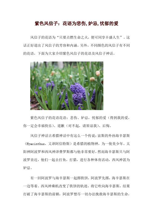 紫色风信子：花语为悲伤,妒忌,忧郁的爱