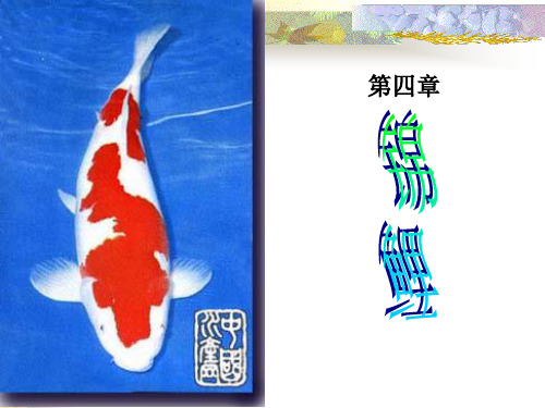 6锦鲤的品种及分类