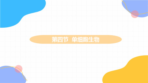 生物人教版七年级(上册)2.2.4单细胞生物教学(2024版新教材)