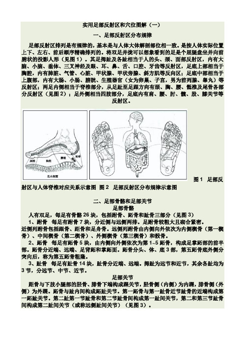 足部反射区图解