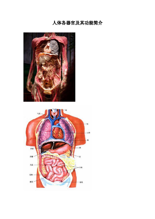 人体各器官及其功能简介(解剖图说)