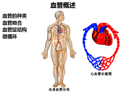 血管的概述