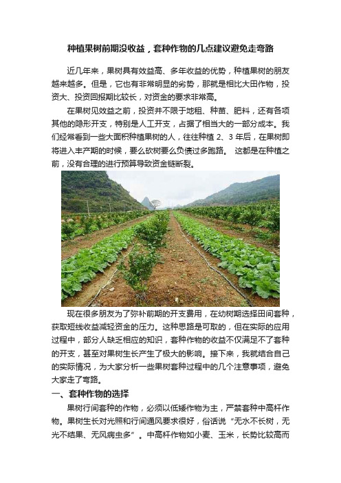 种植果树前期没收益，套种作物的几点建议避免走弯路