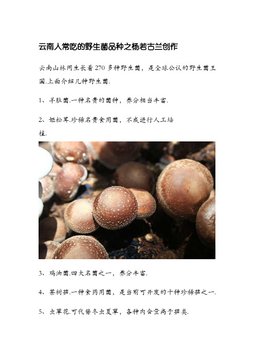 云南人常吃的野生菌品种