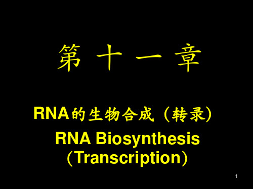 分子生物学RNA的生物合成(转录)模板