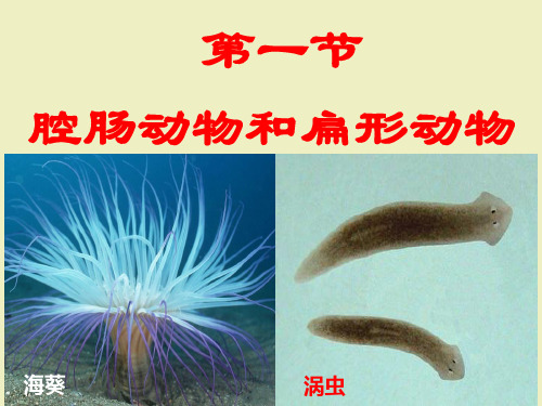 最新人教版八年级生物上册全套PPT课件