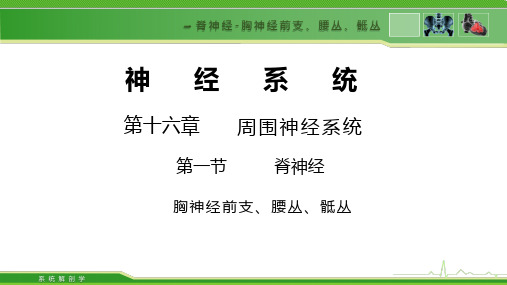 8461神经系统胸神经前支腰丛骶丛