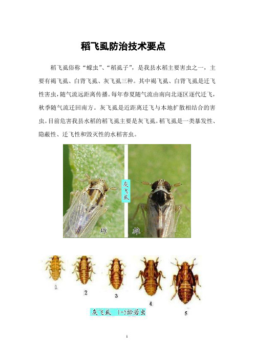 稻飞虱的发生与防治技术