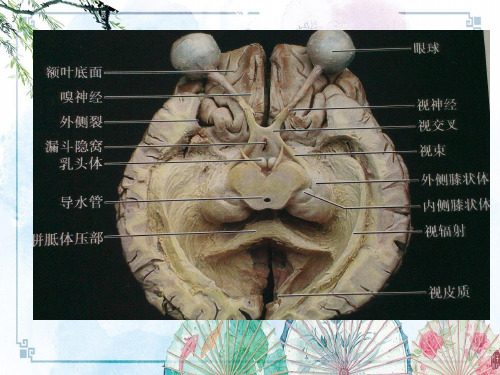 【视觉神经生理学】视觉的中枢机制