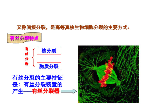 有丝分裂概述