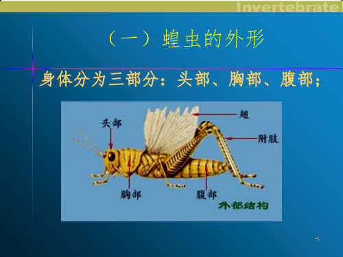 实验蝗虫的解剖PPT课件