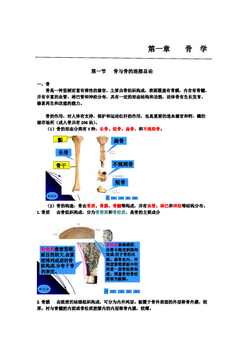 人体解剖学之骨学-医学笔记