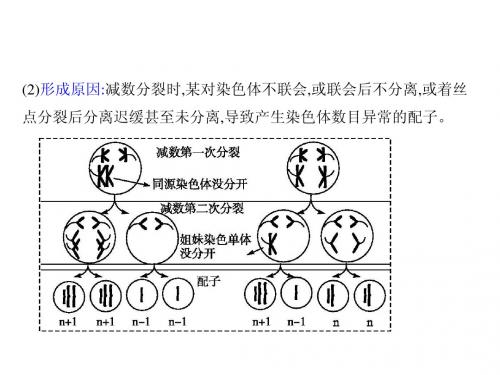 离迟缓甚至未分离,导致产生染色体数目异常的配子。