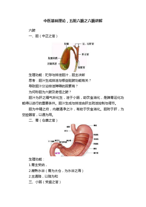 中医基础理论，五脏六腑之六腑讲解