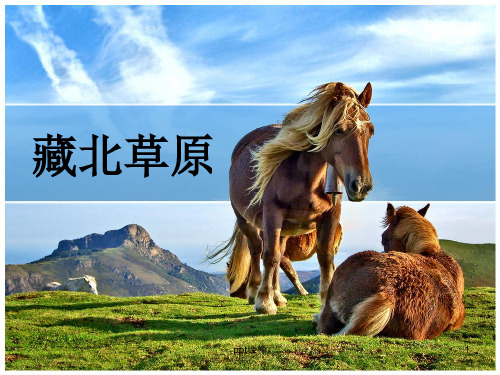 鄂教版五上藏北草原 ppt课件
