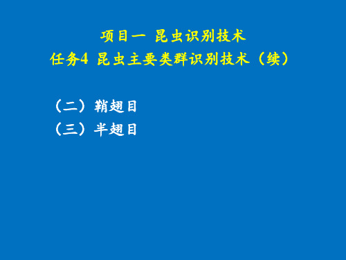 项目一  任务4-2  昆虫主要类群识别技术