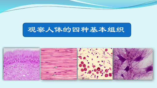 1.1.5 观察人的四种基本组织